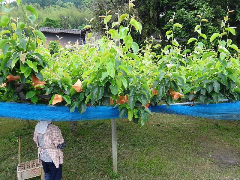 画像を等倍で表示します 画像