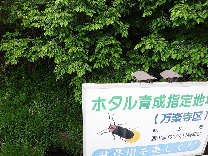 画像を等倍で表示します 画像