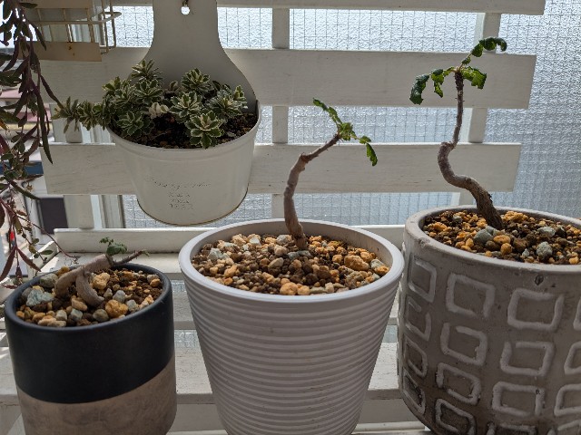 植欲の記録-ボスウェリア・サクラ1。 - 進路奮闘期。