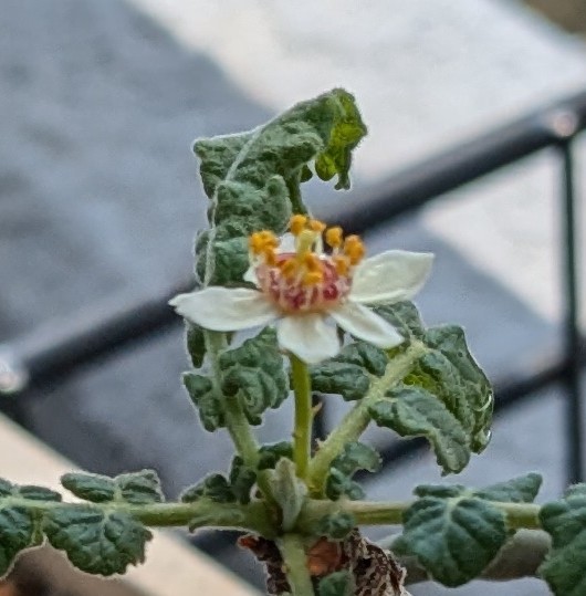 植欲の記録-ボスウェリア・サクラ1。 - 進路奮闘期。