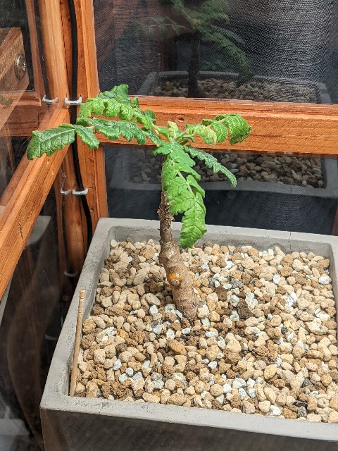 植欲の記録-ボスウェリア・サクラ1。 - 進路奮闘期。