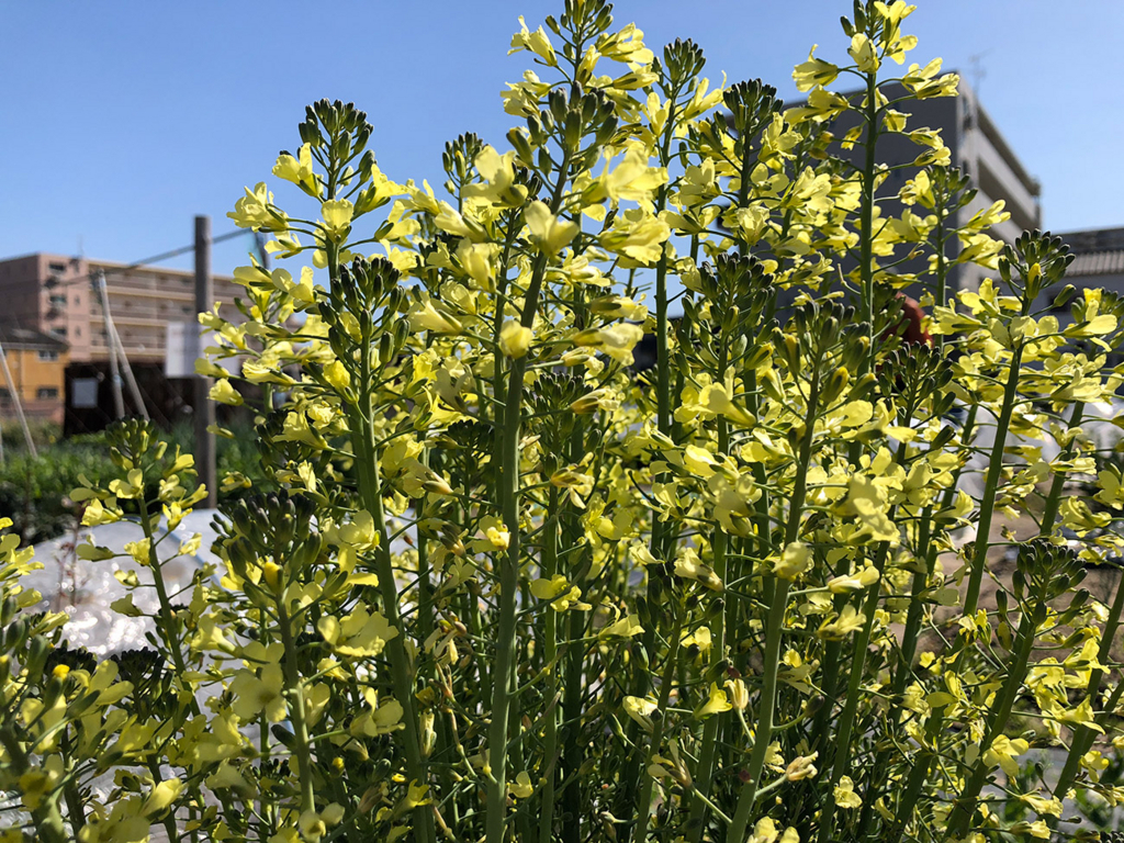 f:id:kumakumakoara:20180310170906j:plain