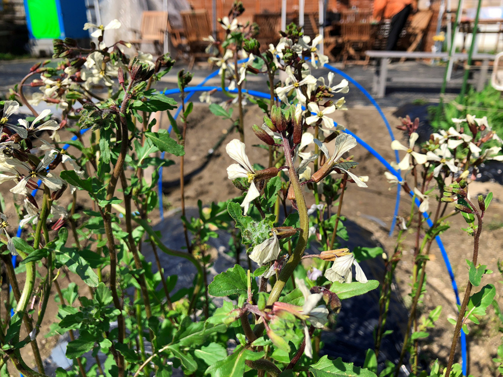 f:id:kumakumakoara:20180310171800j:plain