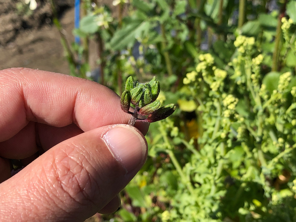 f:id:kumakumakoara:20180310172339j:plain