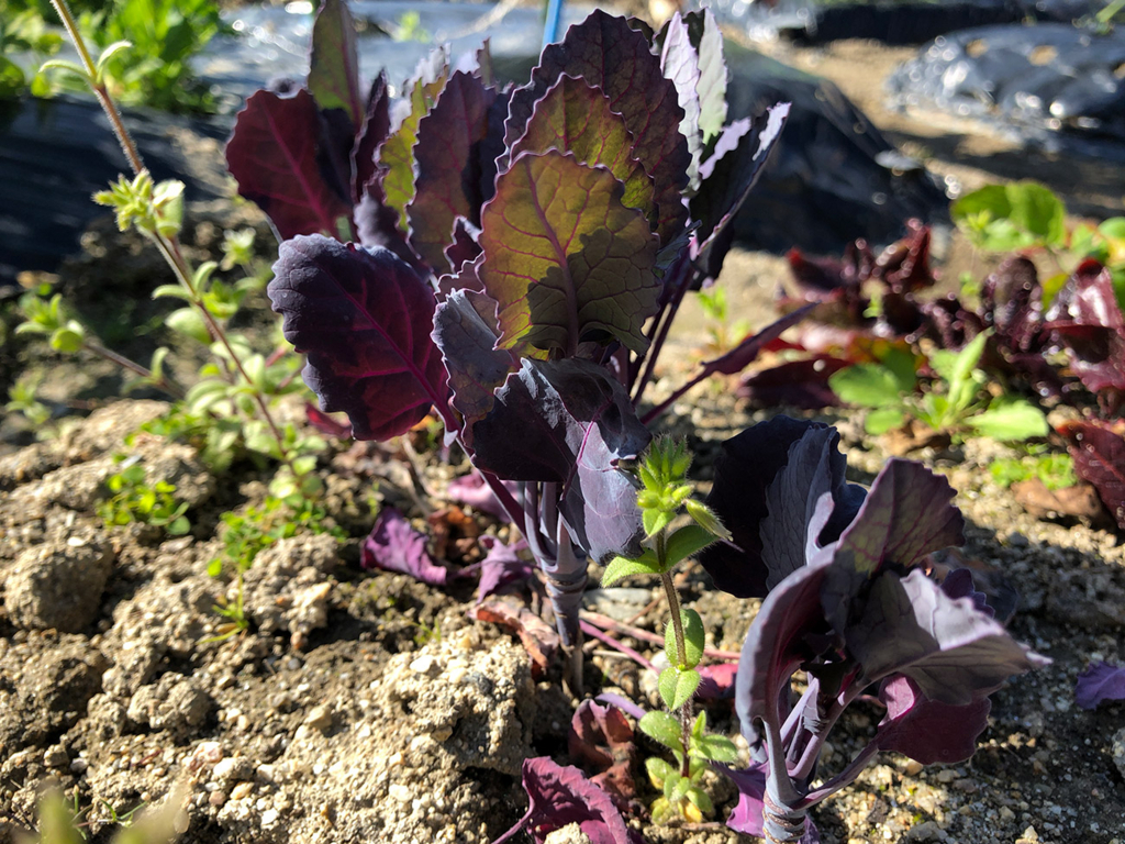 f:id:kumakumakoara:20180310174629j:plain