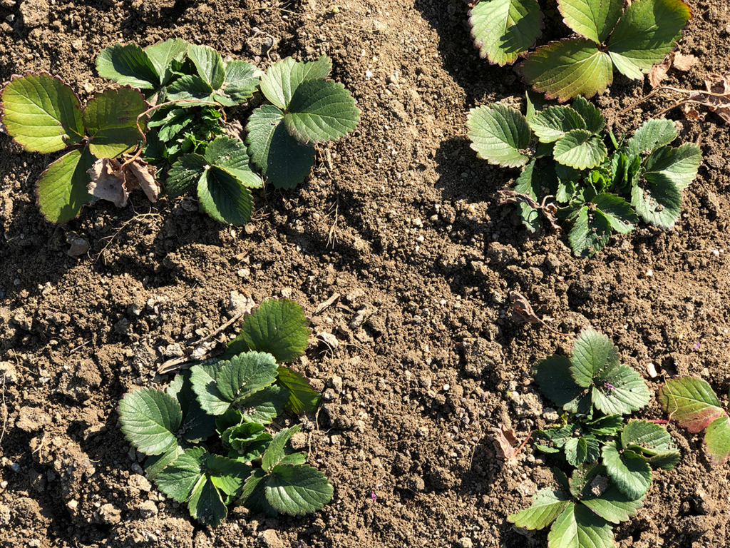 f:id:kumakumakoara:20180310174943j:plain