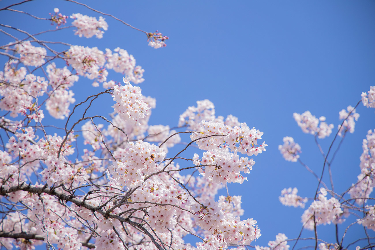 造幣局の桜の通り抜け