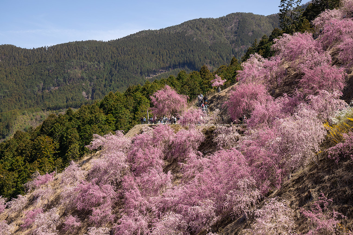 東吉野村高見の郷、1000本のしだれ桜