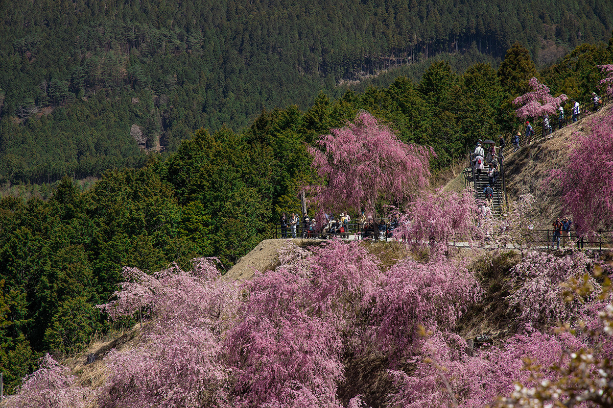 東吉野村高見の郷、1000本のしだれ桜