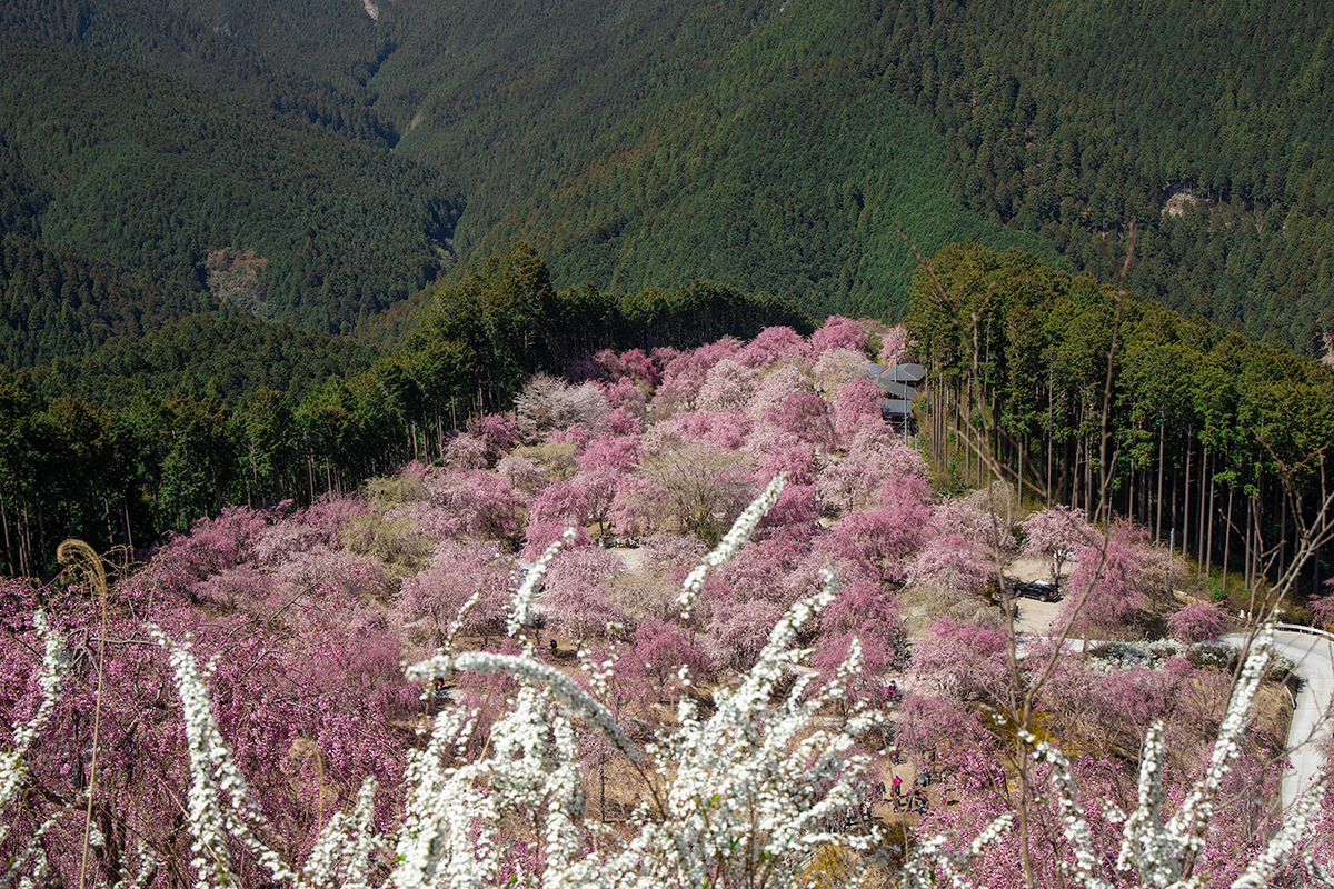 東吉野村高見の郷、1000本のしだれ桜