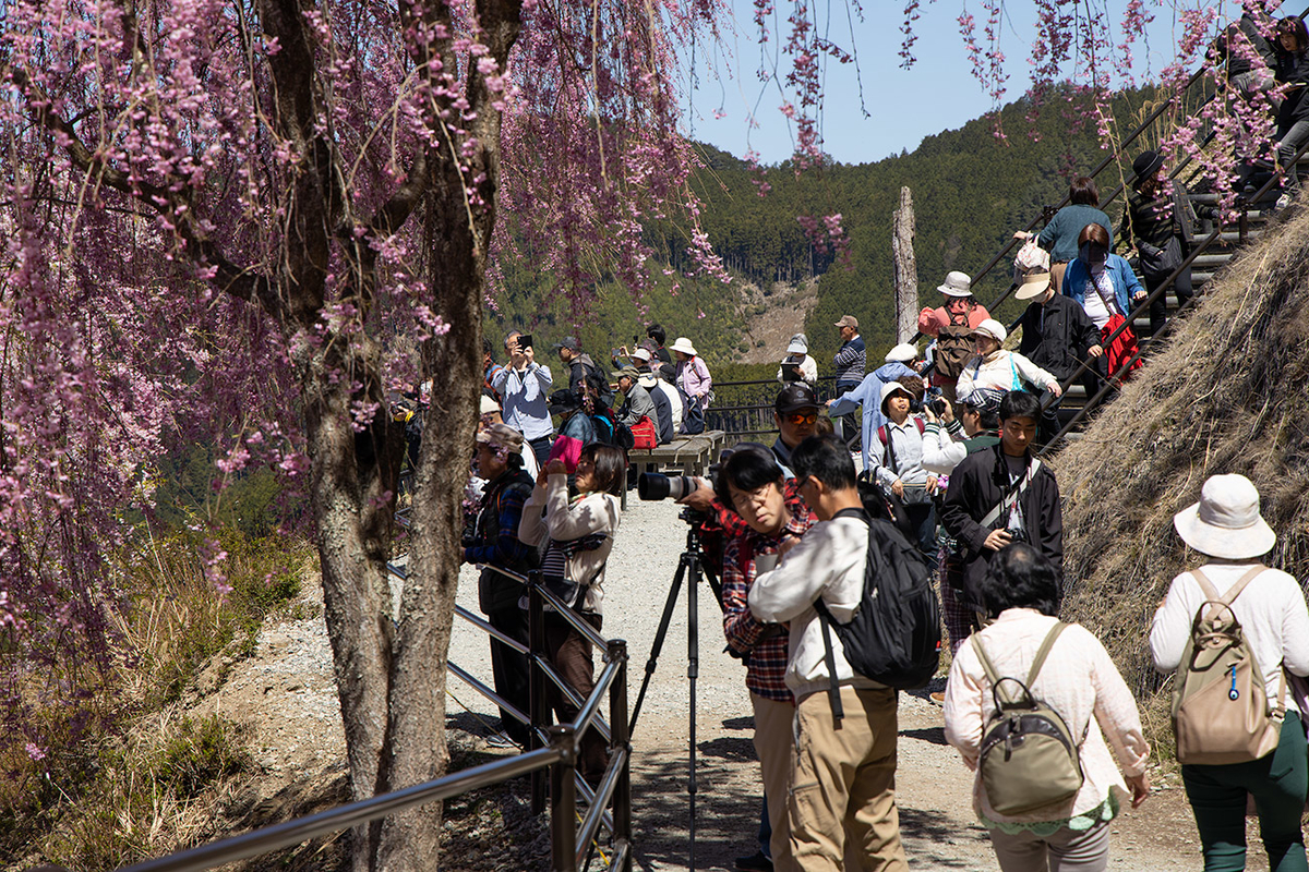 東吉野村高見の郷、1000本のしだれ桜