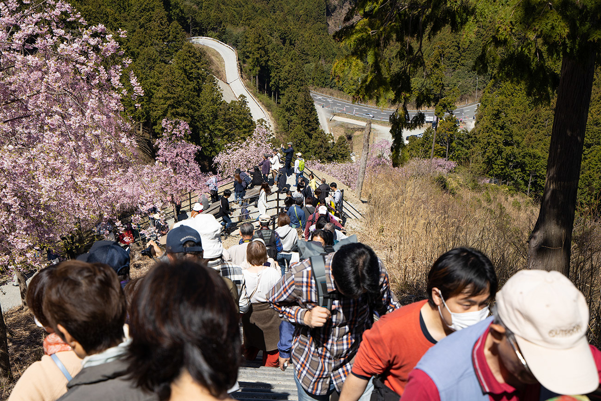 東吉野村高見の郷、1000本のしだれ桜