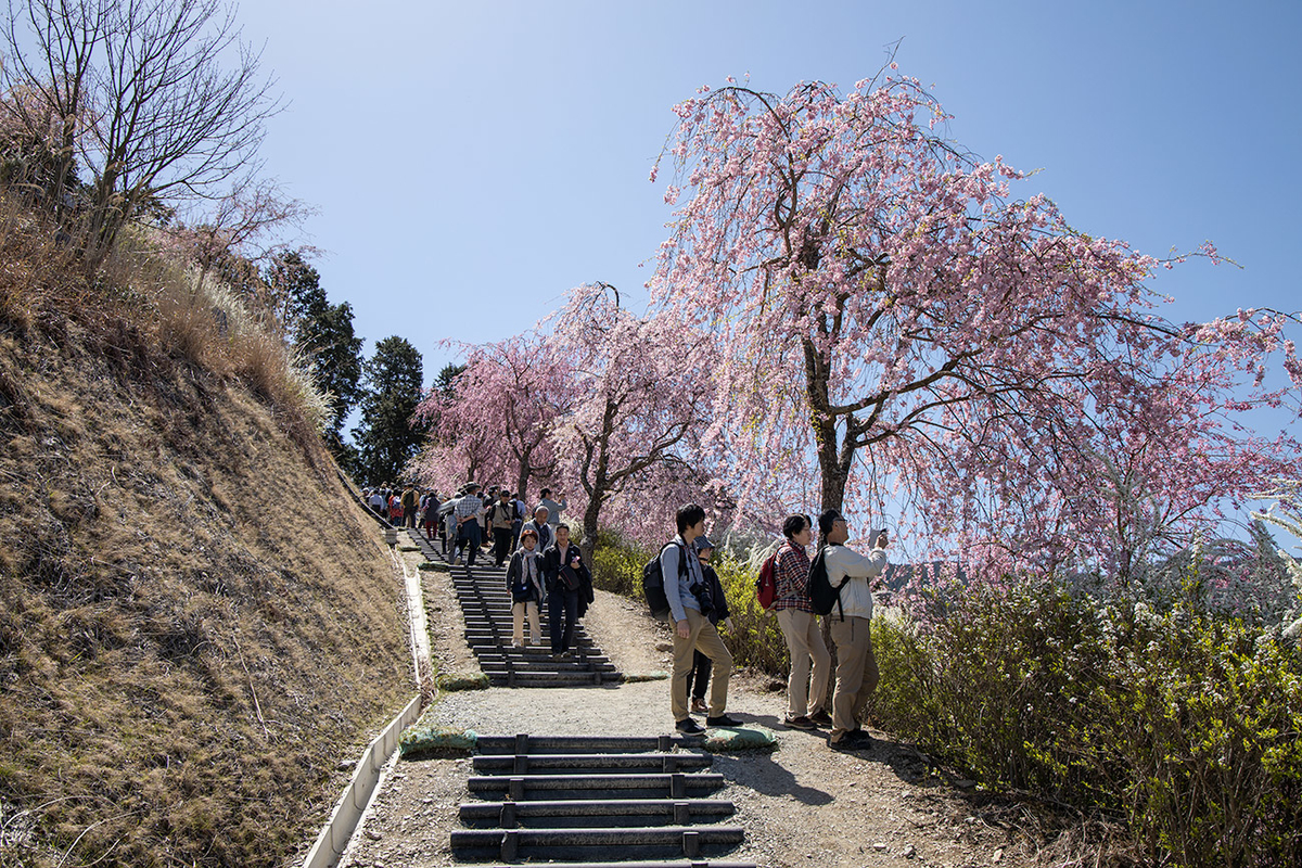 東吉野村高見の郷、1000本のしだれ桜