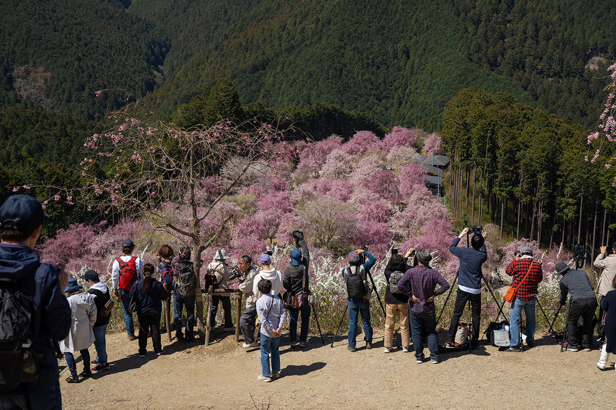 東吉野村高見の郷、1000本のしだれ桜