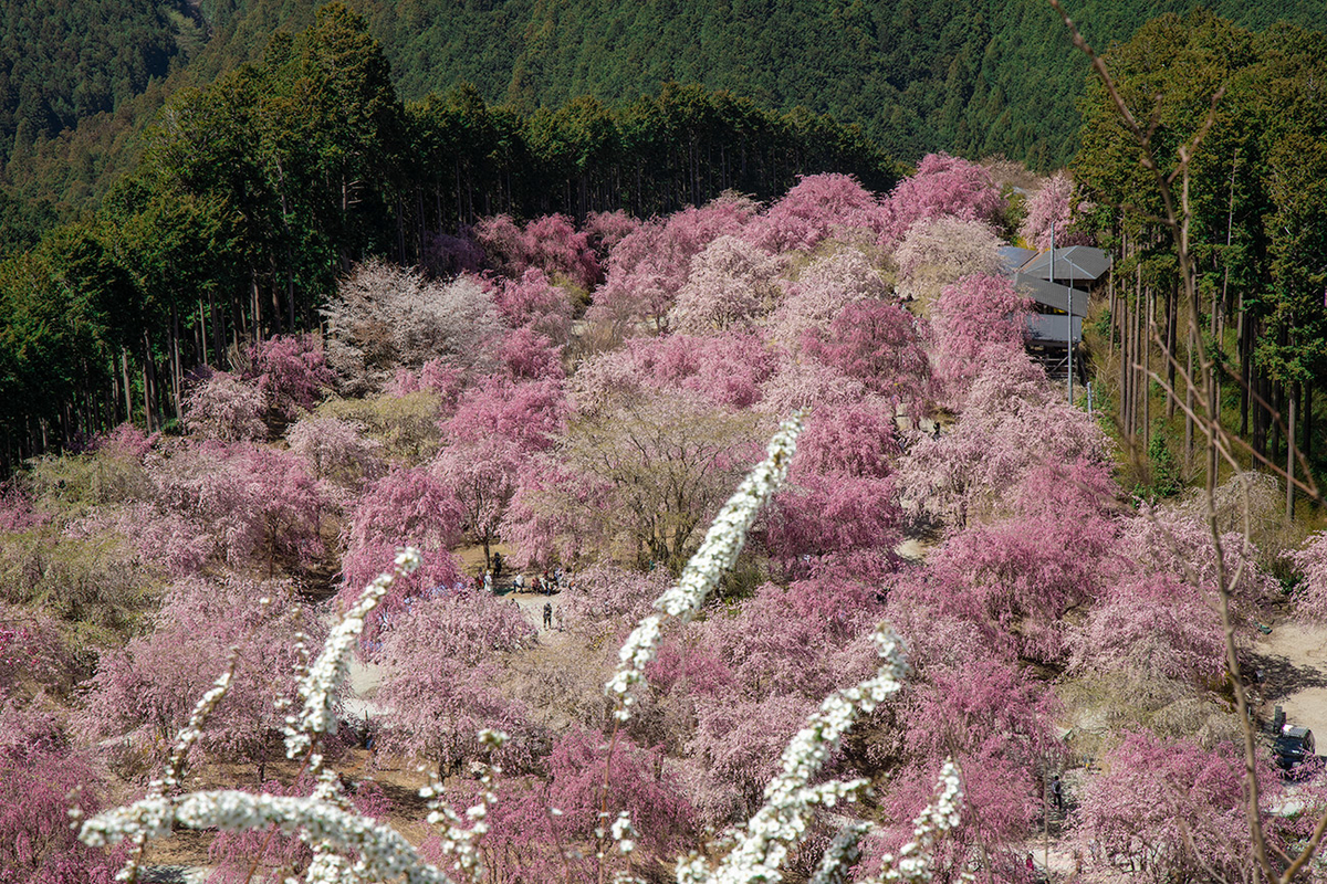 東吉野村高見の郷、1000本のしだれ桜