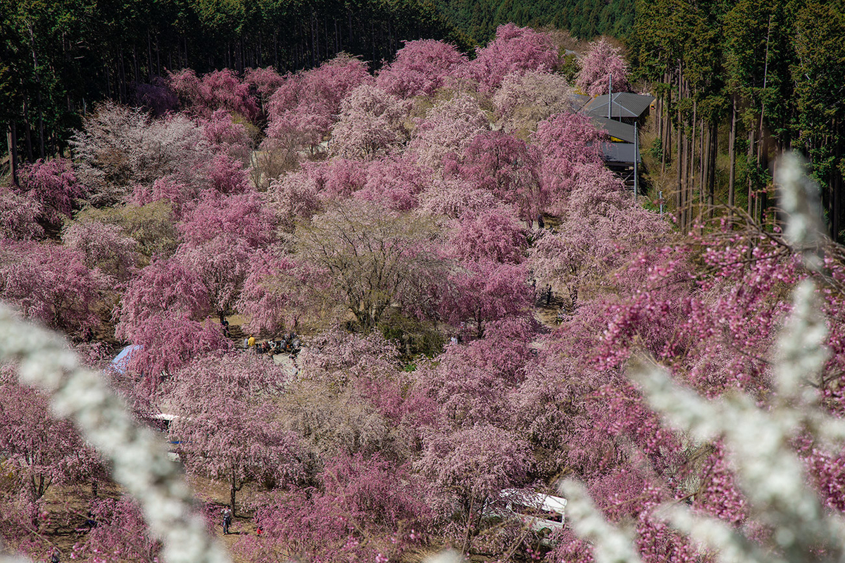 東吉野村高見の郷、1000本のしだれ桜