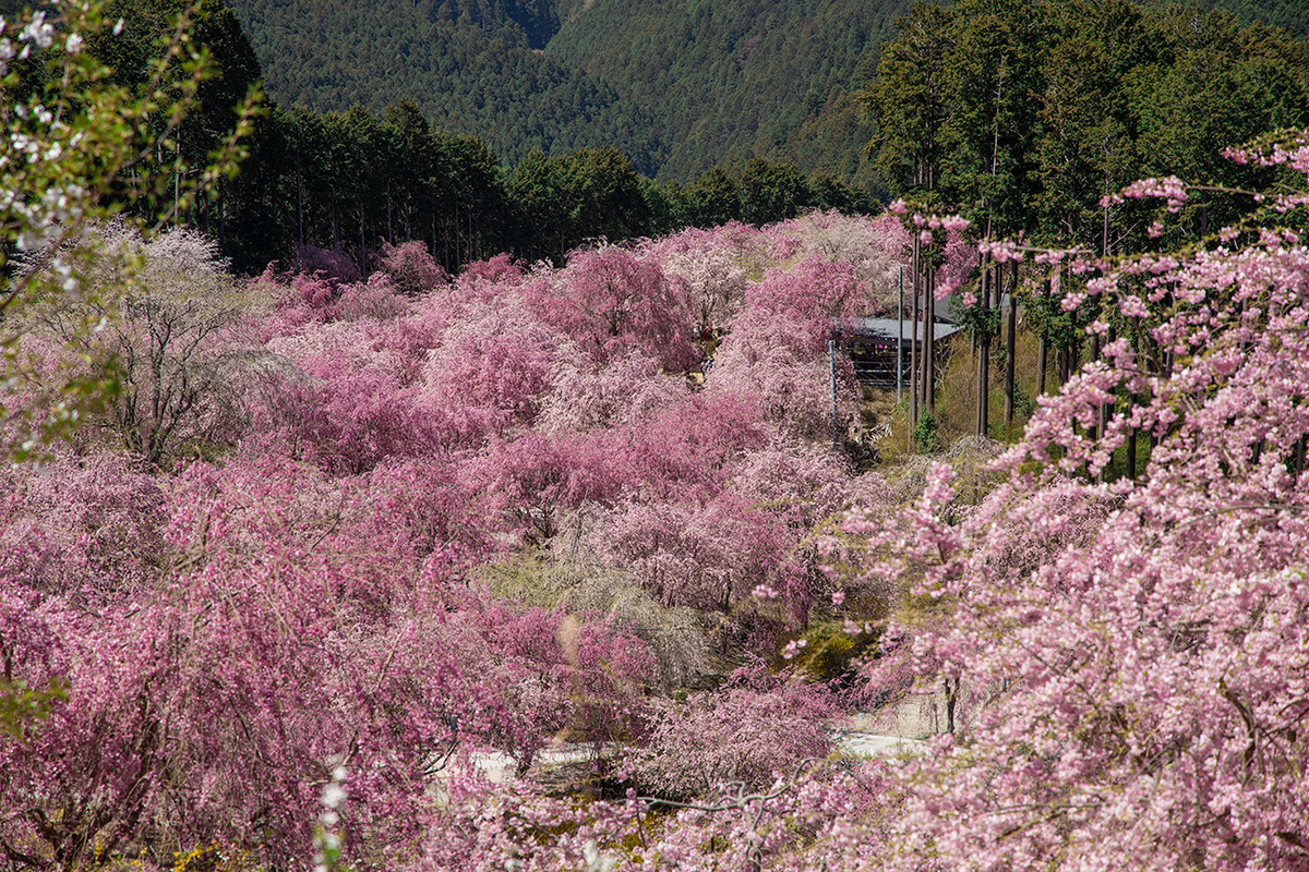 東吉野村高見の郷、1000本のしだれ桜