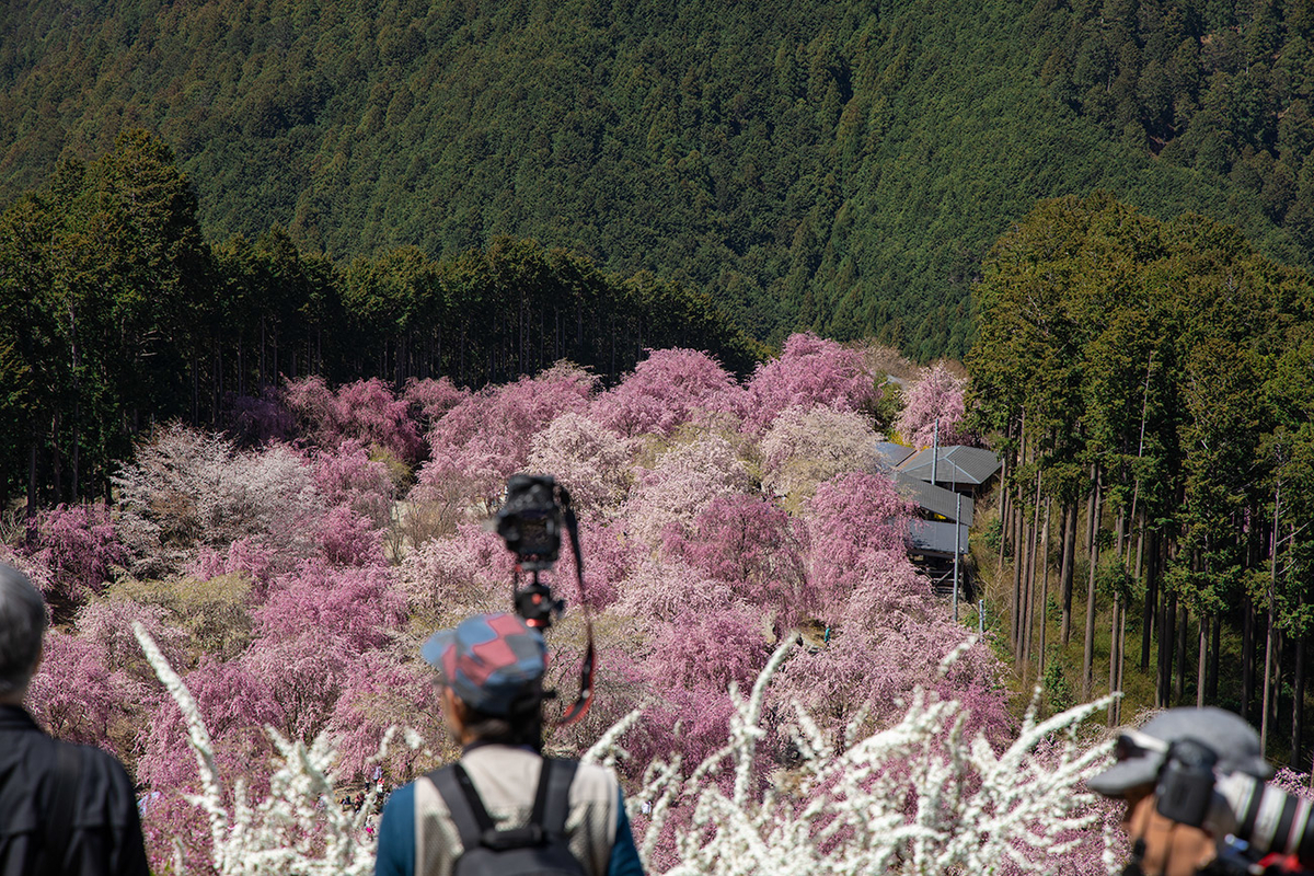 東吉野村高見の郷、1000本のしだれ桜