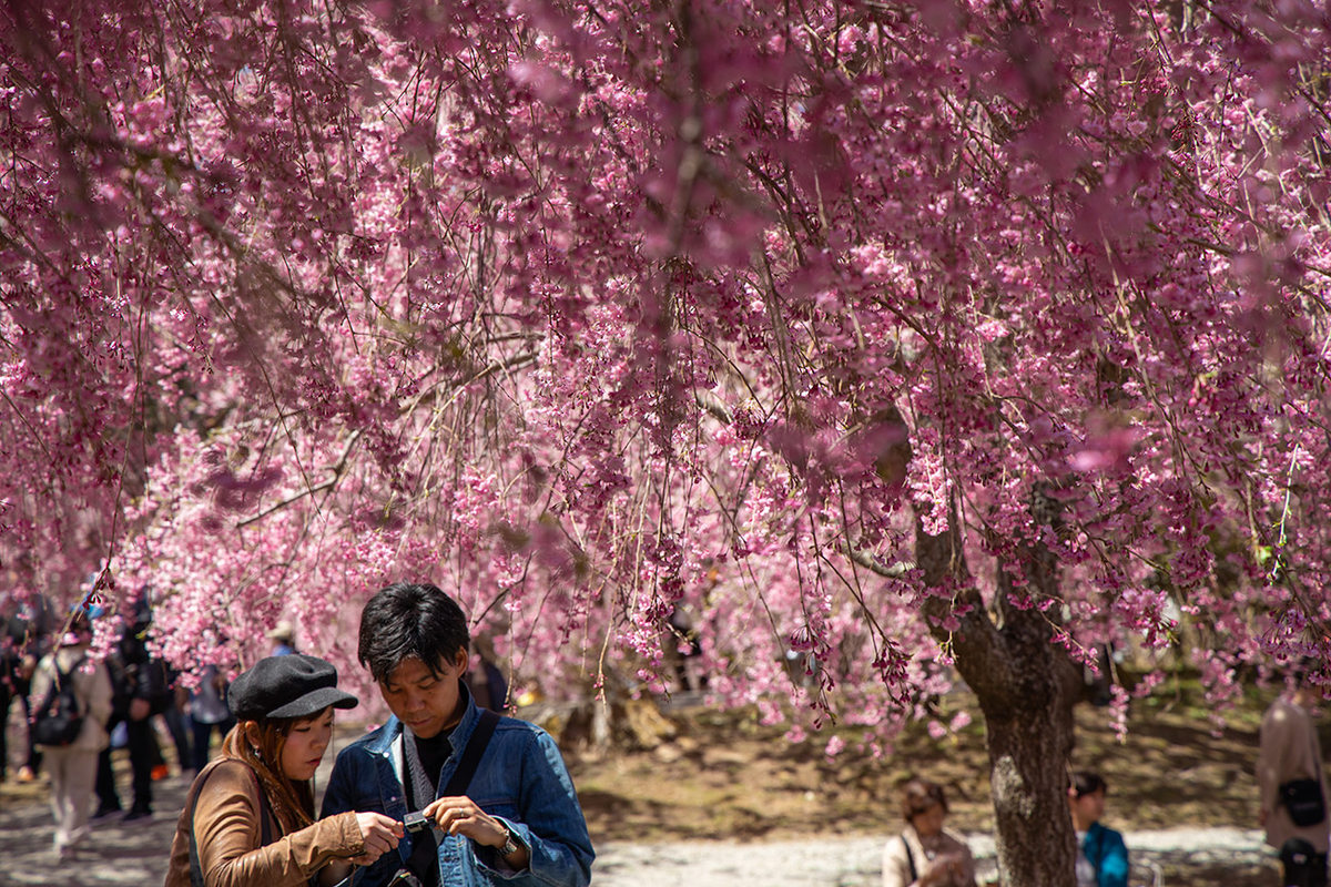 東吉野村高見の郷、1000本のしだれ桜