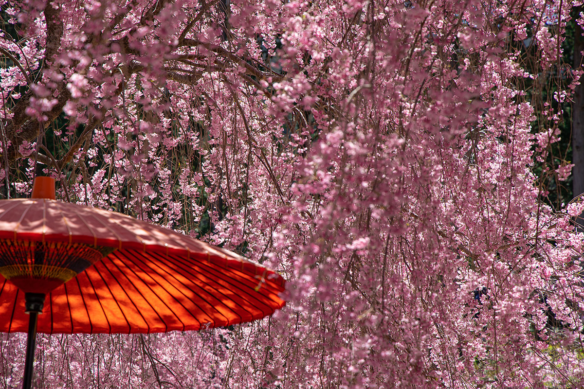 東吉野村高見の郷、1000本のしだれ桜