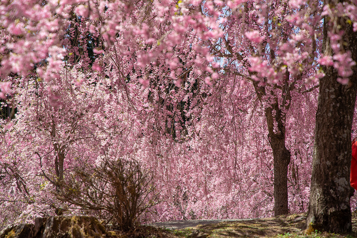 東吉野村高見の郷、1000本のしだれ桜