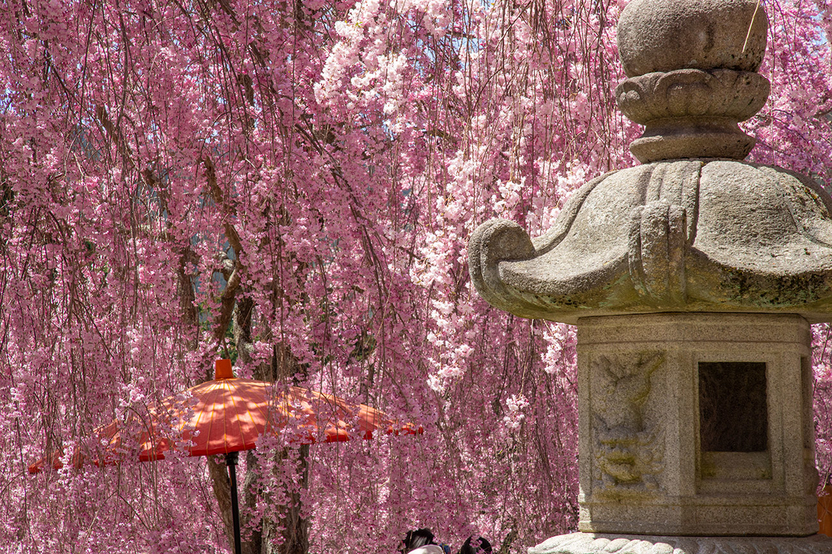 東吉野村高見の郷、1000本のしだれ桜