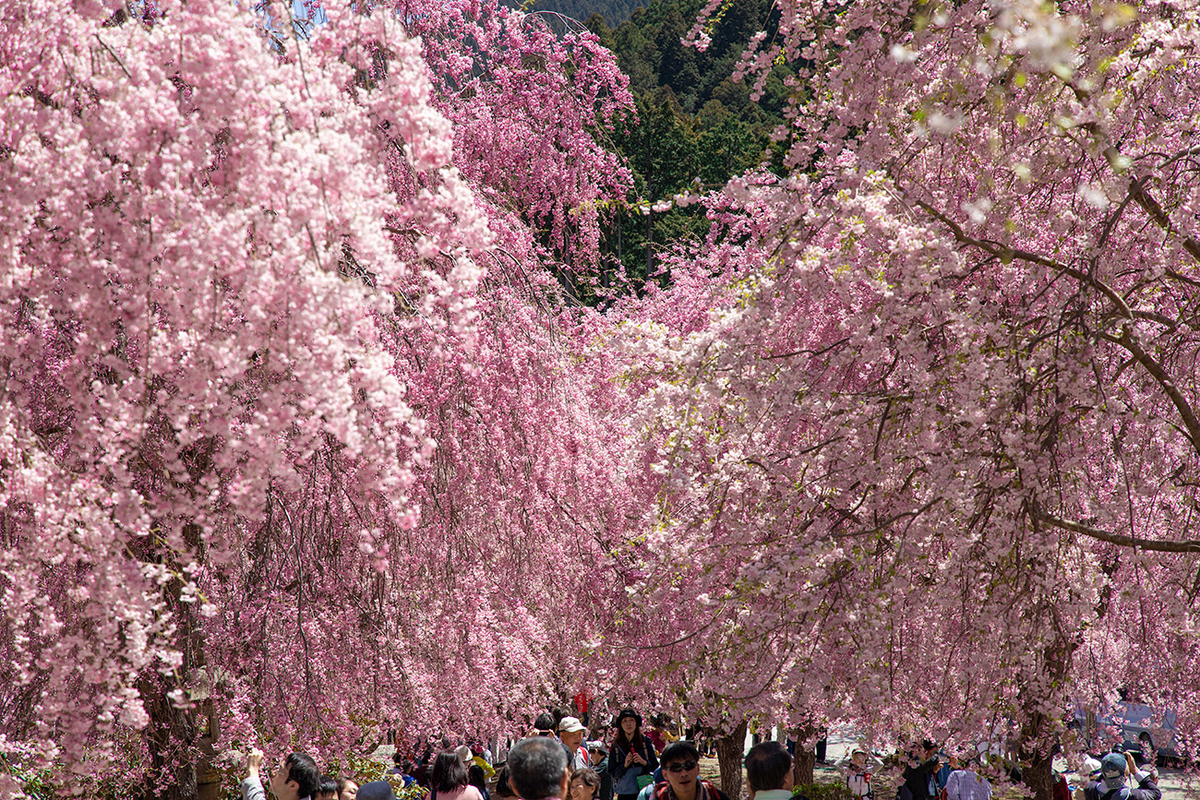 東吉野村高見の郷、1000本のしだれ桜