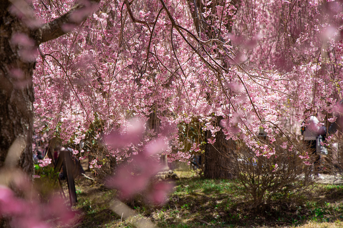 東吉野村高見の郷、1000本のしだれ桜