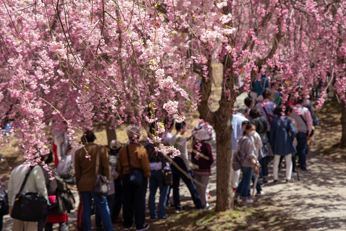 東吉野村高見の郷、1000本のしだれ桜