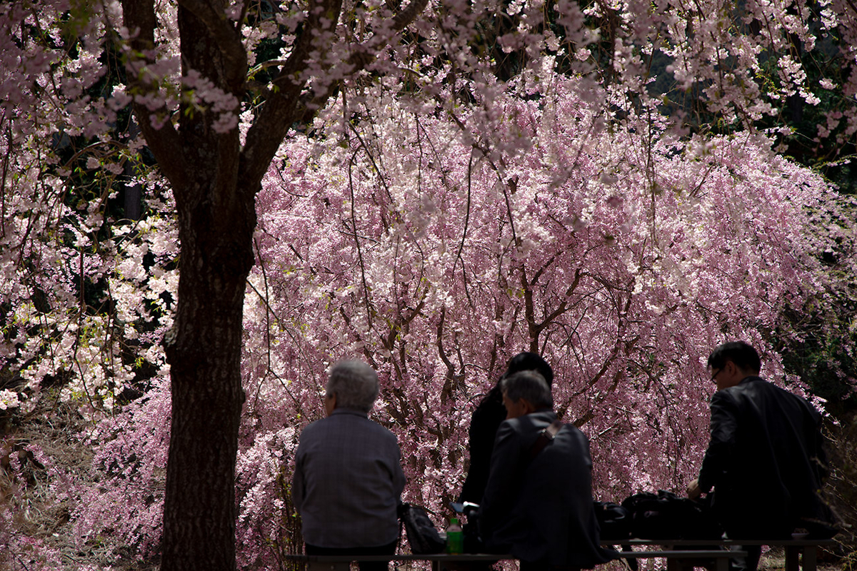 東吉野村高見の郷、1000本のしだれ桜