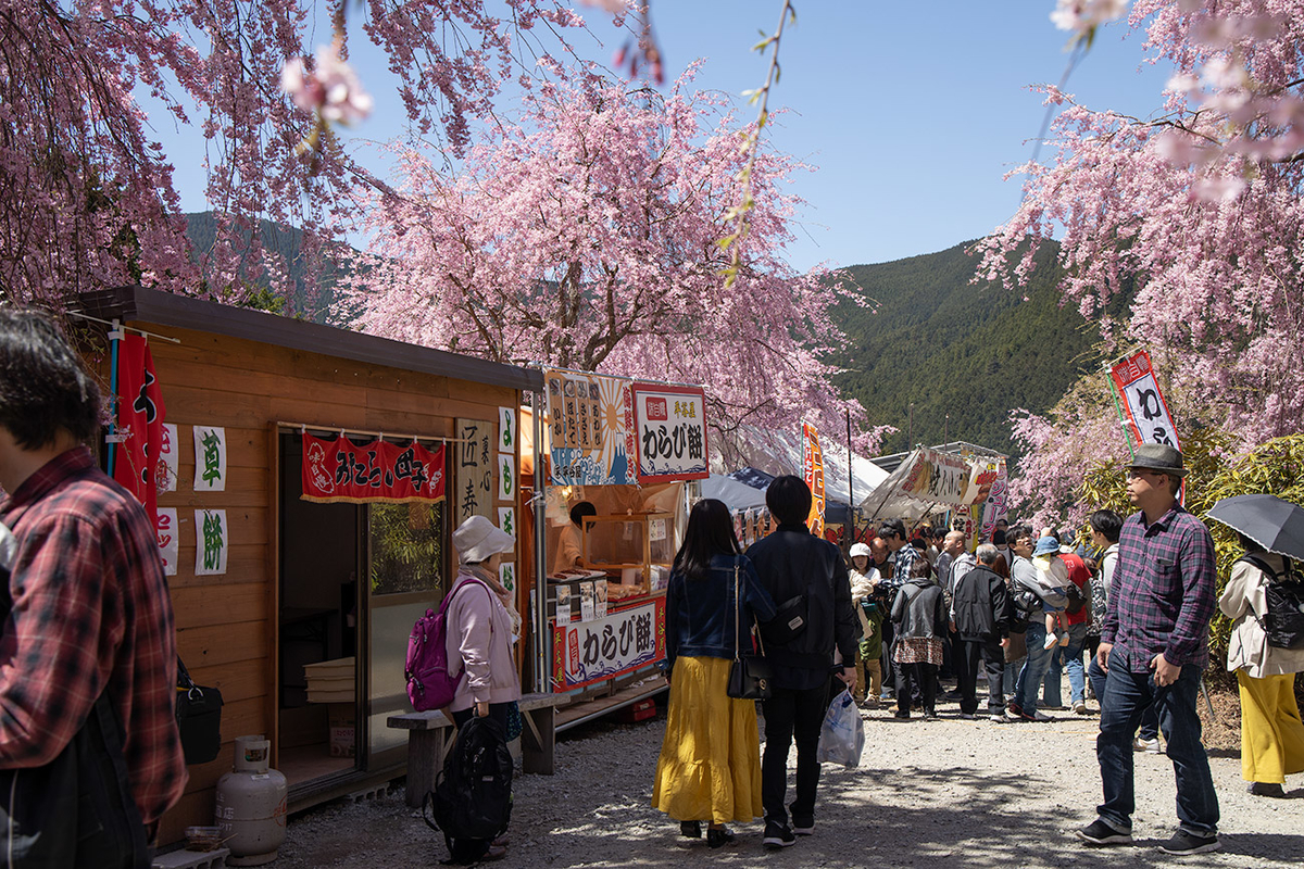 東吉野村高見の郷、1000本のしだれ桜