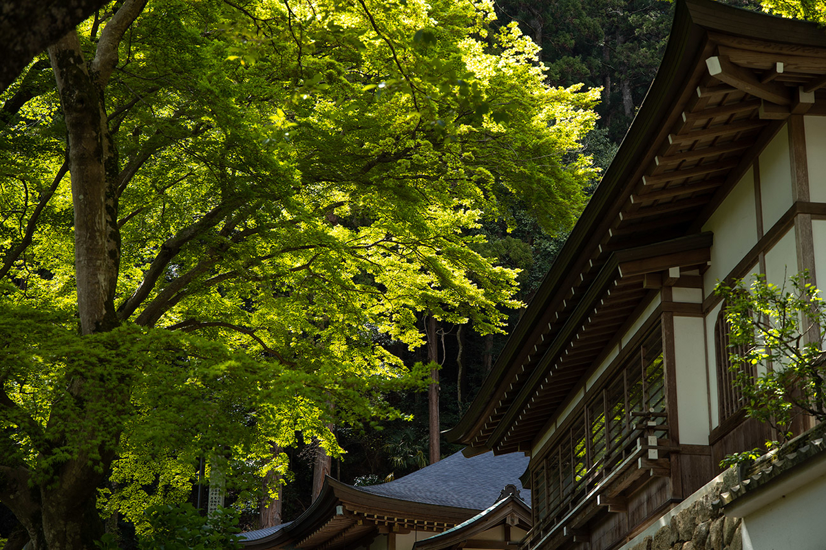 奈良県長谷寺