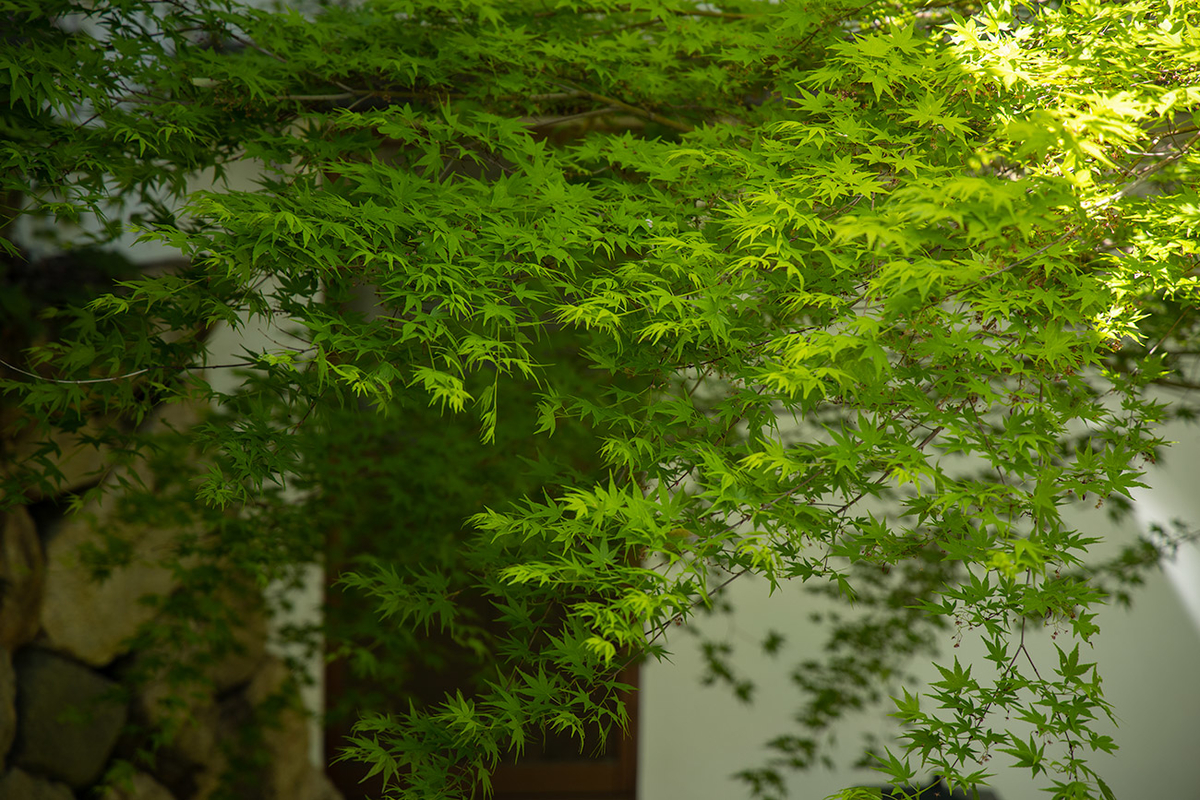 奈良県長谷寺