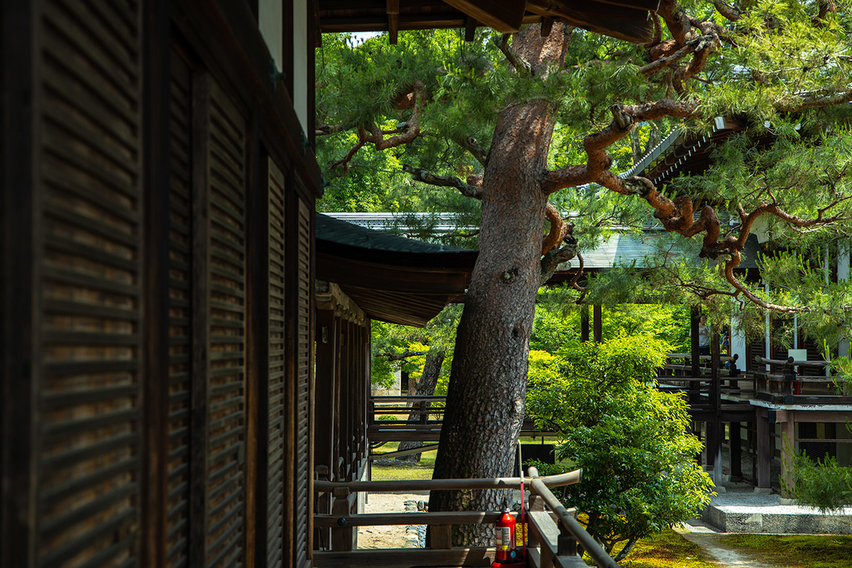 京都嵯峨野大覚寺（旧嵯峨御所）