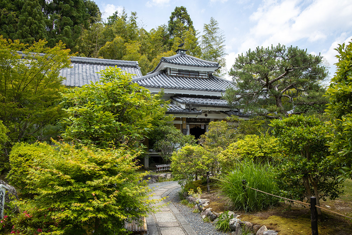 モリアオガエルの産卵、京都嵯峨野檀林寺