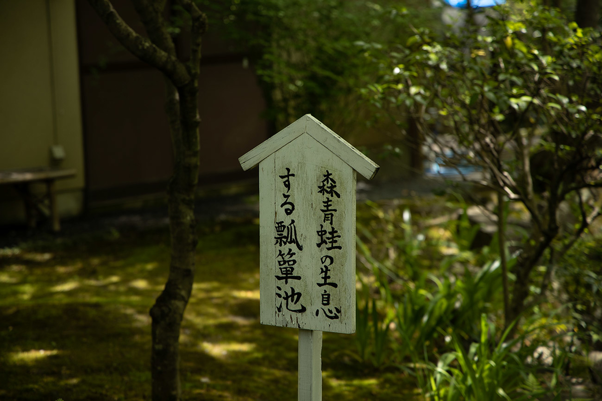 モリアオガエルの産卵、京都嵯峨野檀林寺