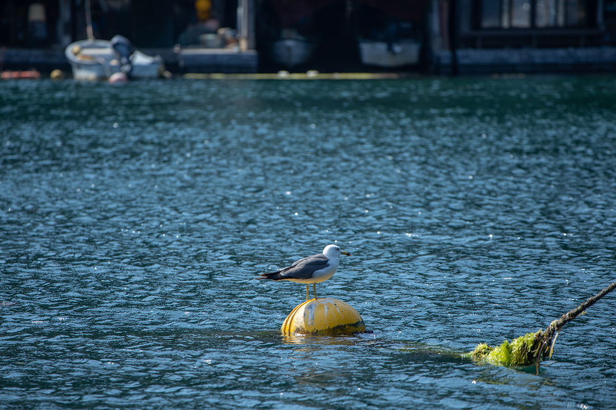 京都伊根町舟屋