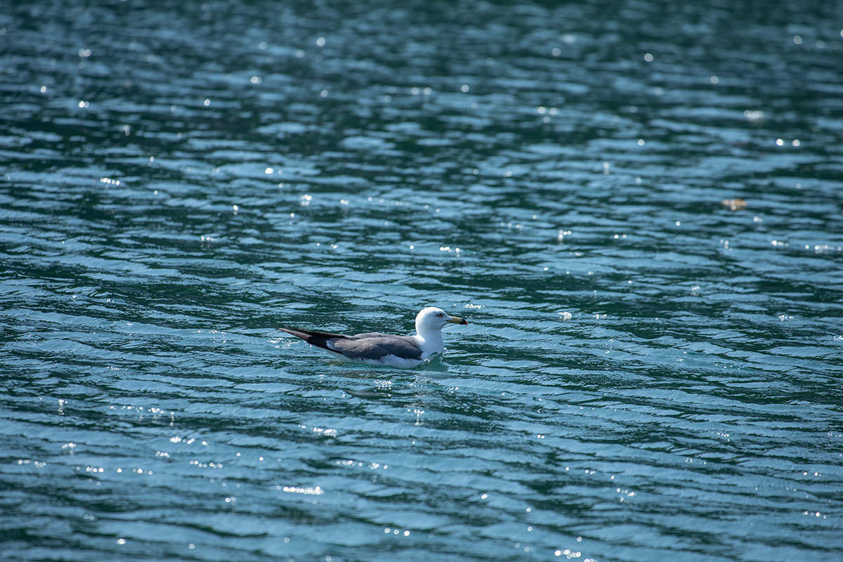 京都伊根町舟屋