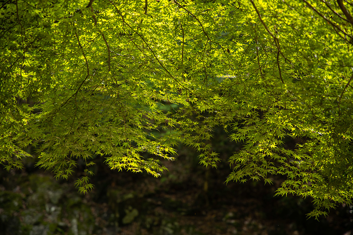 三重県赤目四十八滝