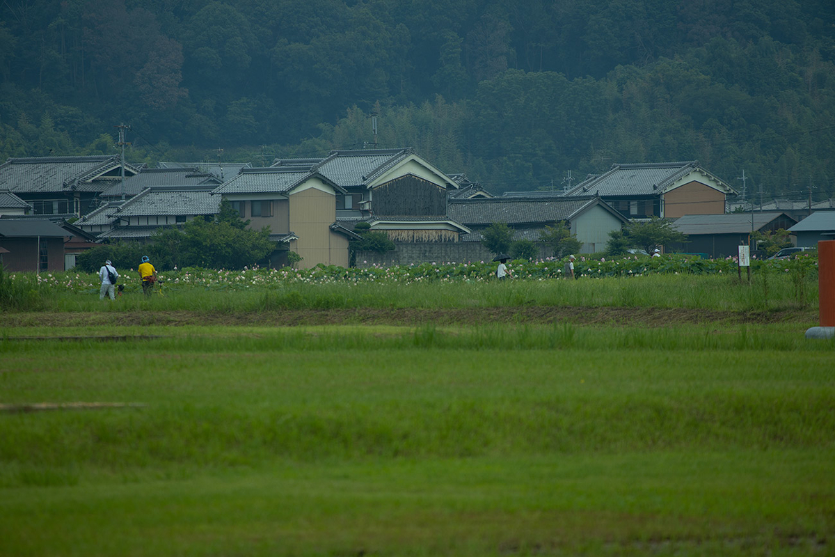 藤原宮跡5つの花ゾーンで蓮の花を観賞する