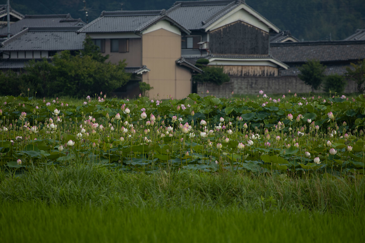 藤原宮跡5つの花ゾーンで蓮の花を観賞する