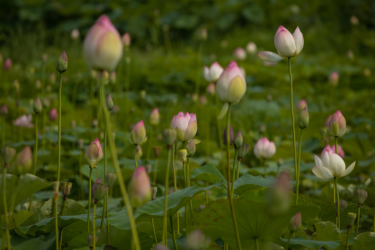 藤原宮跡5つの花ゾーンで蓮の花を観賞する