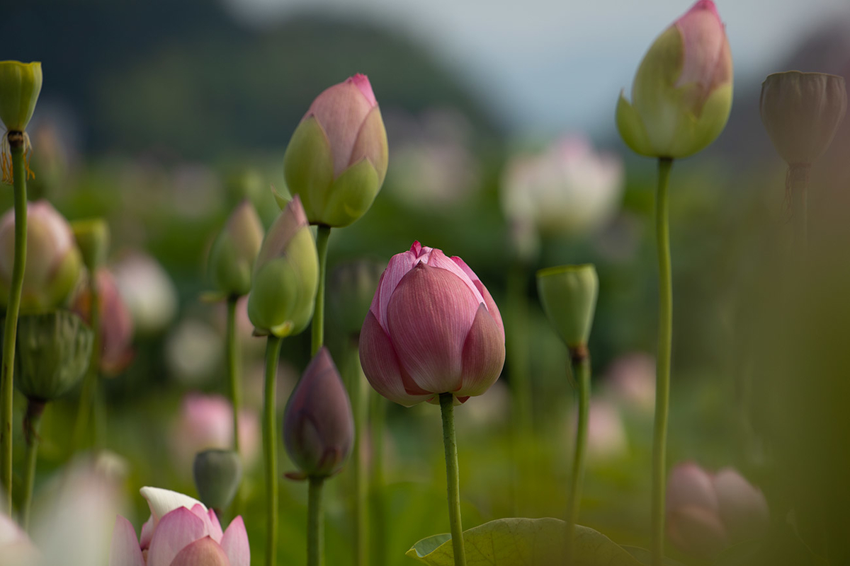 藤原宮跡5つの花ゾーンで蓮の花を観賞する