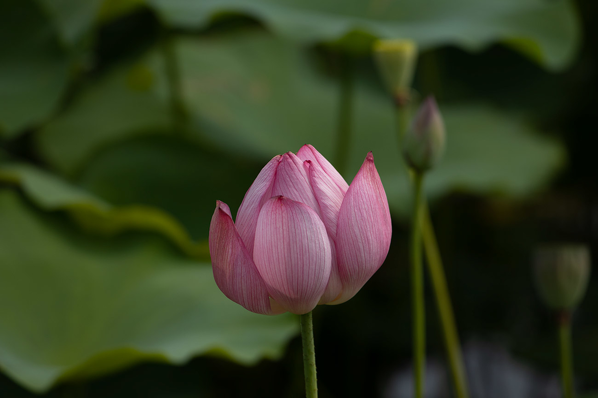 藤原宮跡5つの花ゾーンで蓮の花を観賞する