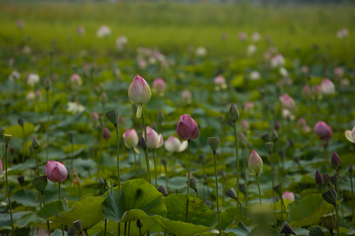 藤原宮跡5つの花ゾーンで蓮の花を観賞する