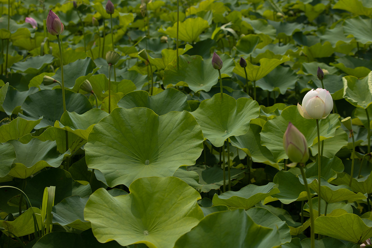 藤原宮跡5つの花ゾーンで蓮の花を観賞する