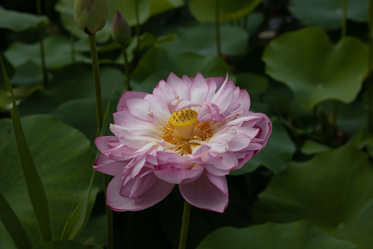 藤原宮跡5つの花ゾーンで蓮の花を観賞する