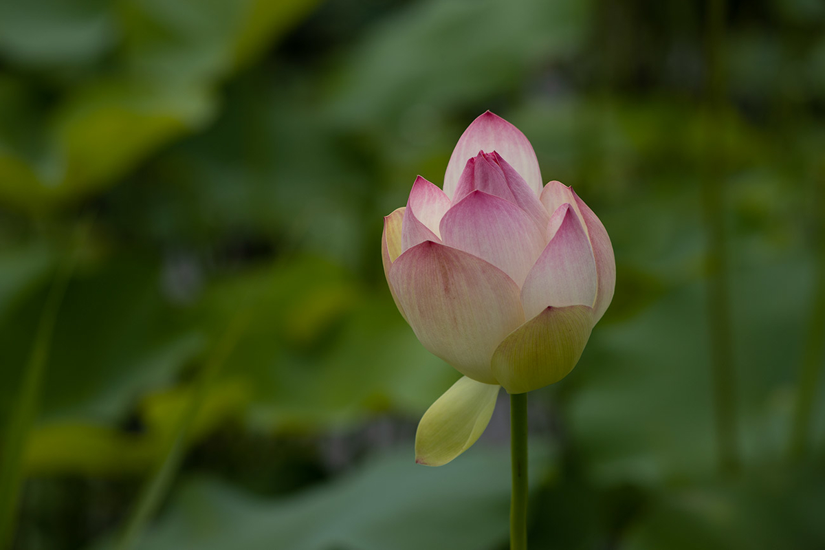 藤原宮跡5つの花ゾーンで蓮の花を観賞する