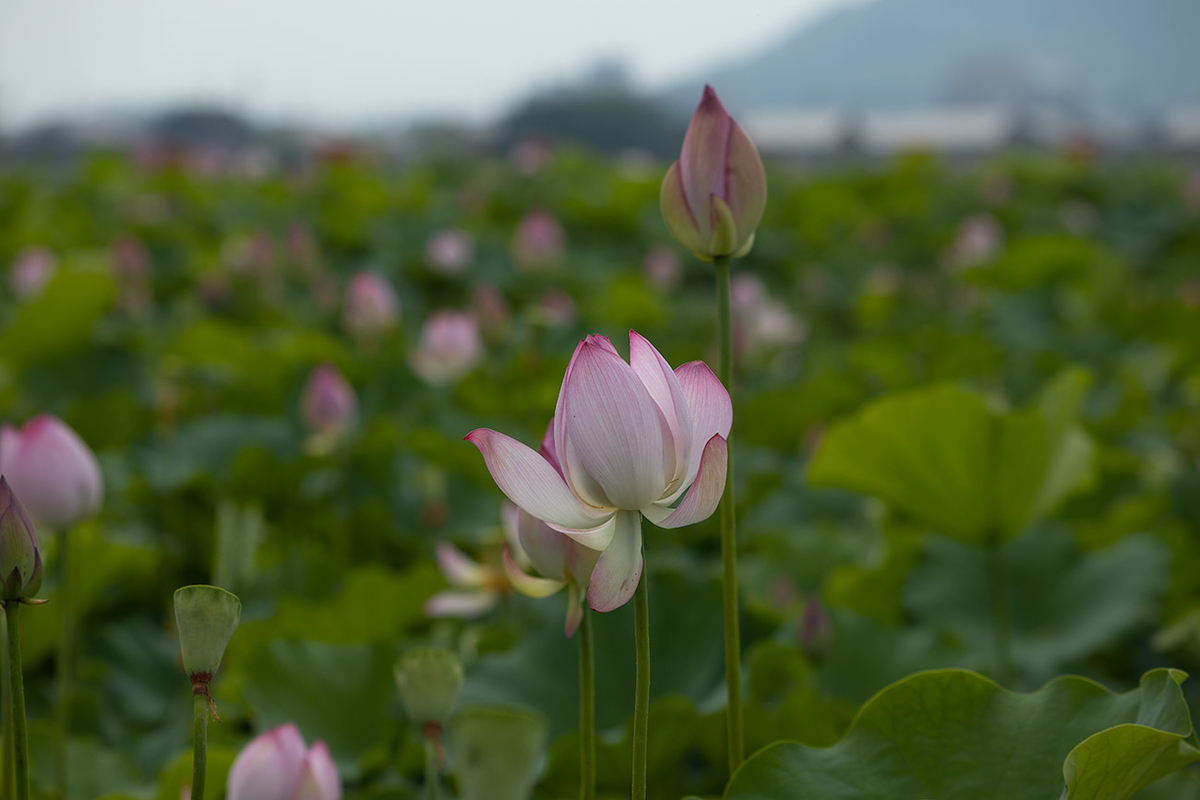 藤原宮跡5つの花ゾーンで蓮の花を観賞する