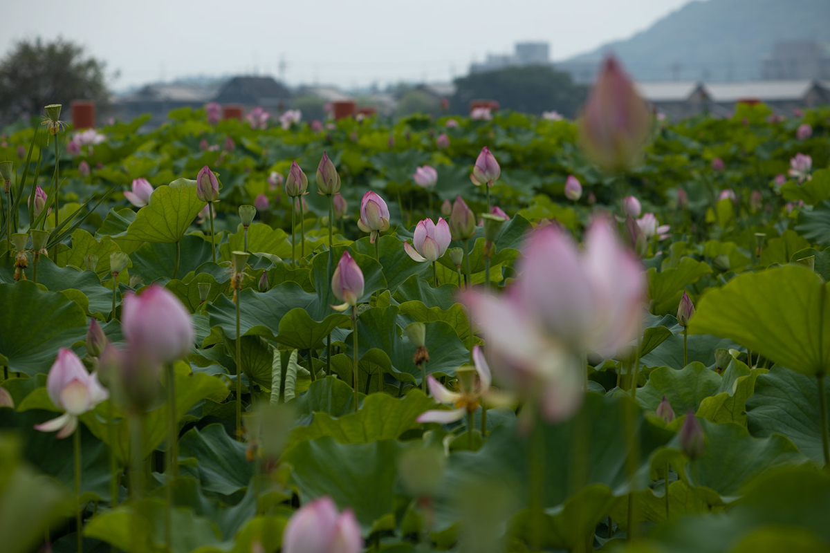 藤原宮跡5つの花ゾーンで蓮の花を観賞する